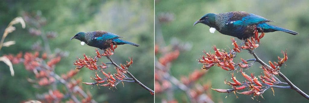 beginner bird photography can be achieved with full frame and cropped sensor camera.