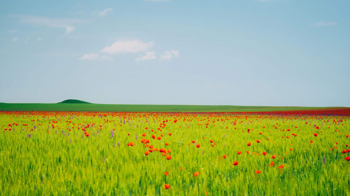 Summer Landscape