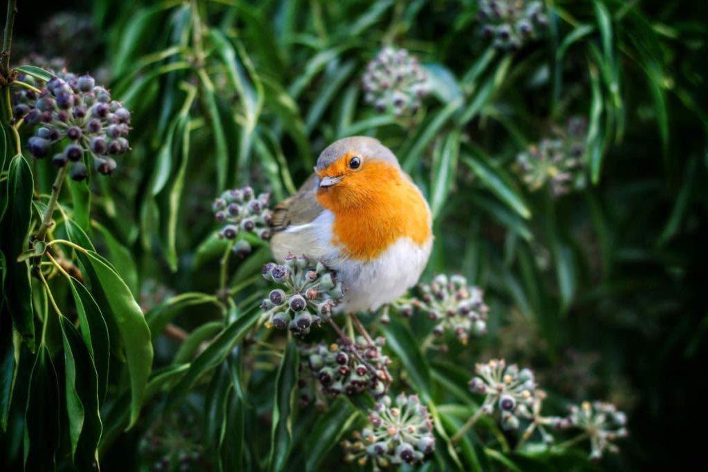 beginners in bird photography should be aware that is it easy to care off your subject.