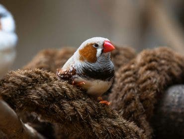 A couple of Birds
