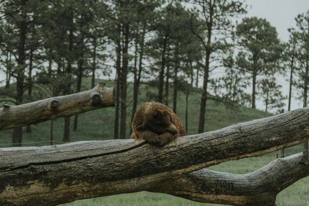 sample of wildlife photography