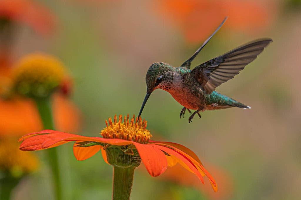 Even a beginner in bird photography can capture amazing images with patience.