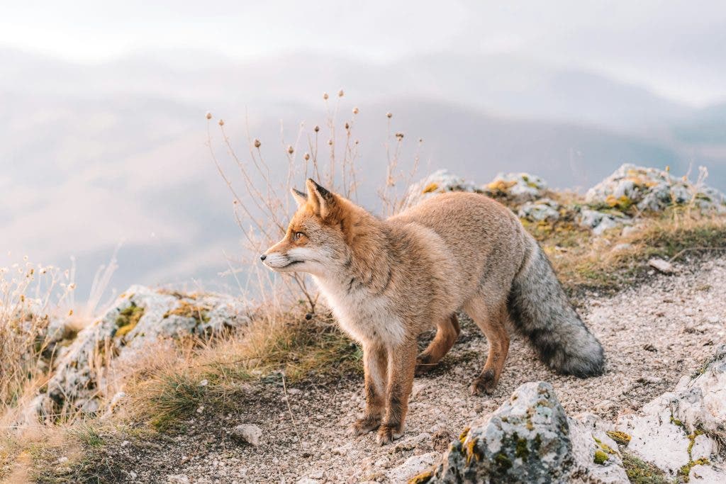 sample of wildlife photography