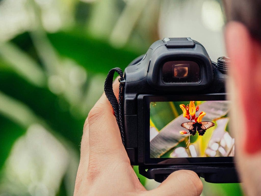 Wildlife photographer capturing a picture of a butterfly