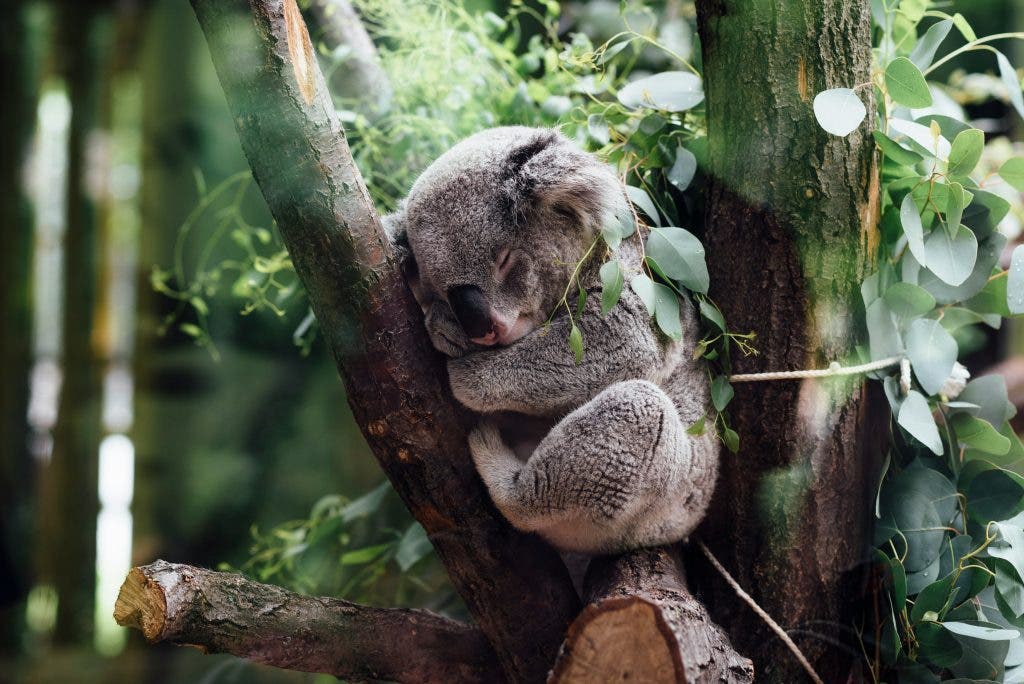 Widlife photograph of a koala sleeping on a tree branch