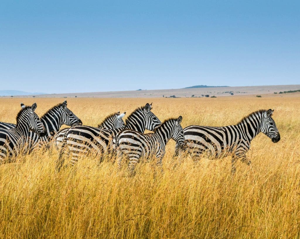 Photograph of zebras