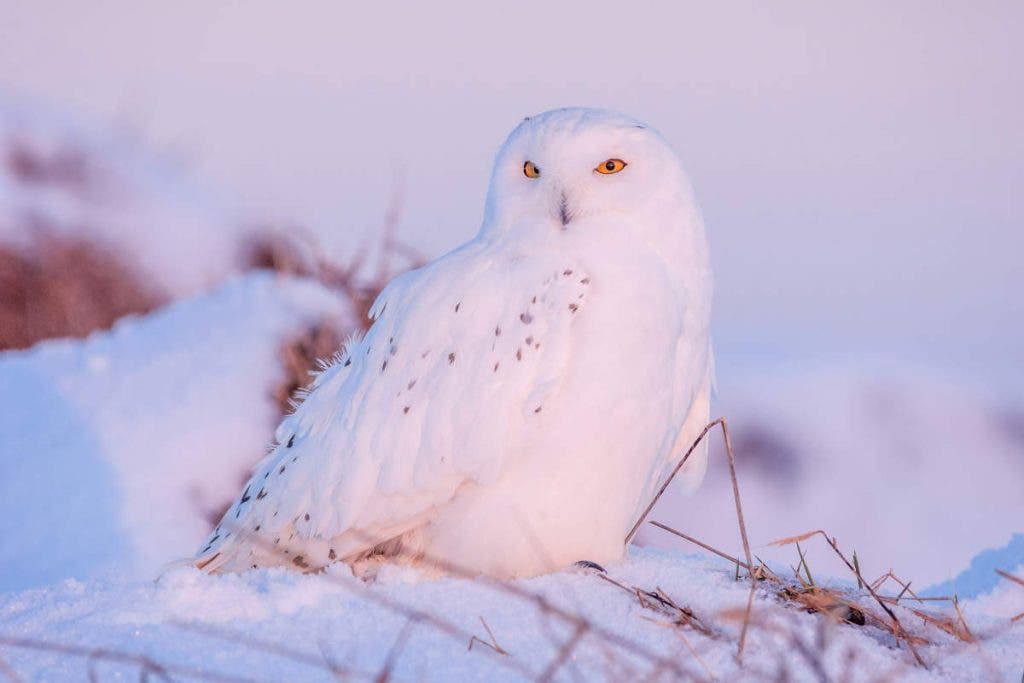 beginner bird photography doesn't mean, simple or uninteresting.