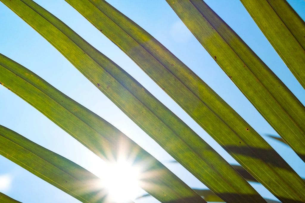 The Sunny 16 rule being used on a photo of the sun peeking through leaves