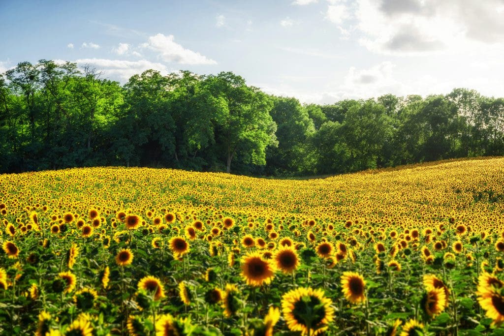 The sunny 16 rule applied to a sunflower field