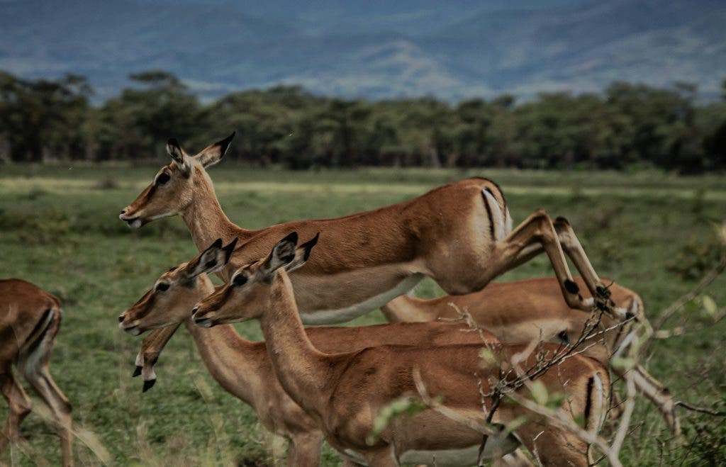 A herd of deer running
