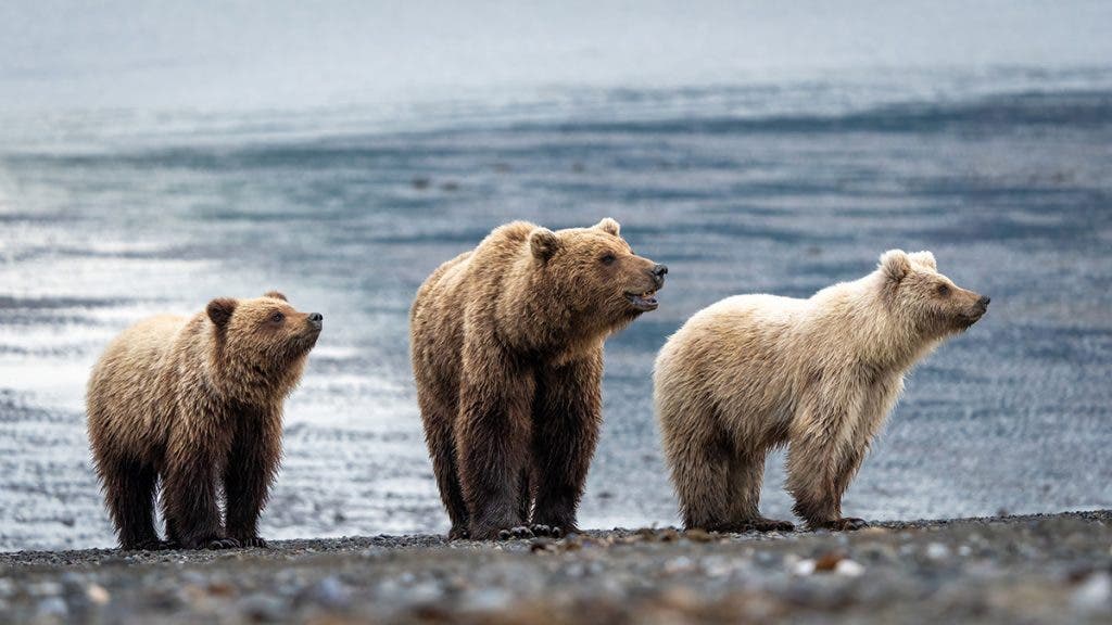 brown bear image taken by mike hillman