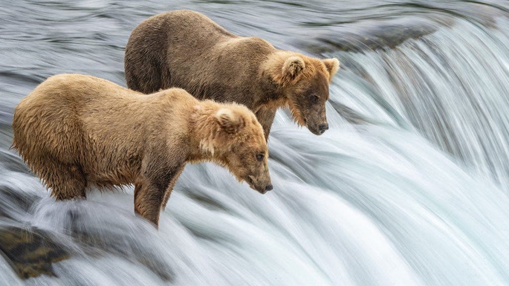 Image taken by Mike Hillman of the Alaska-Brooks Falls in Katmai