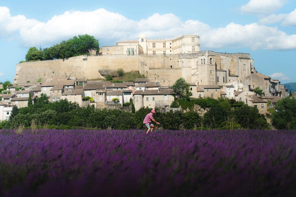 purple pantone color in a field in France