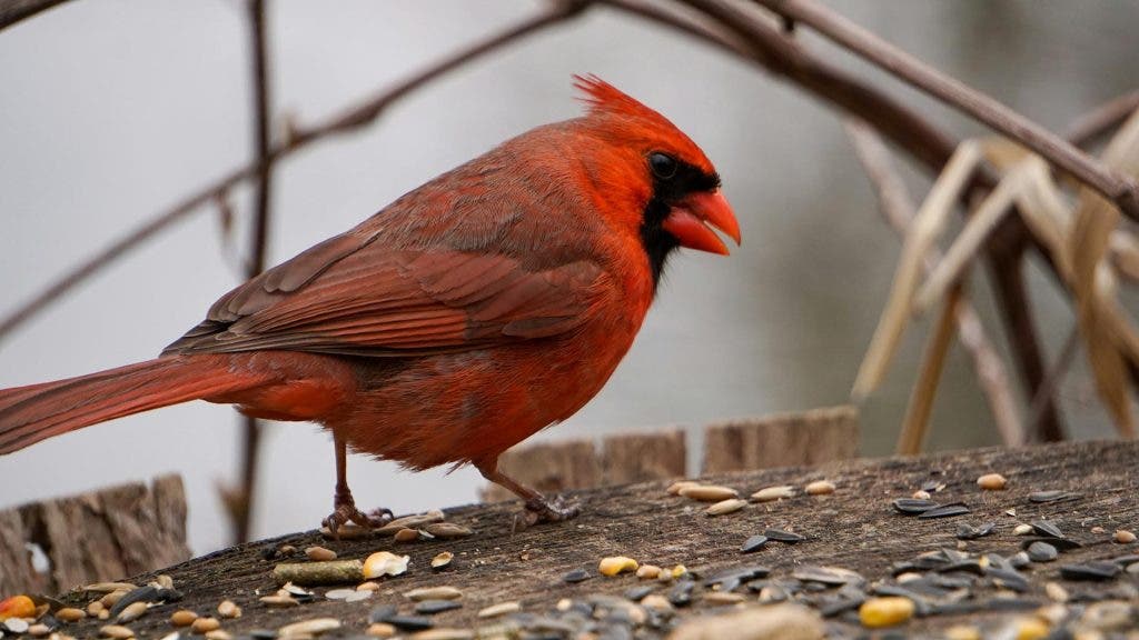 Adorama sells bird feeders