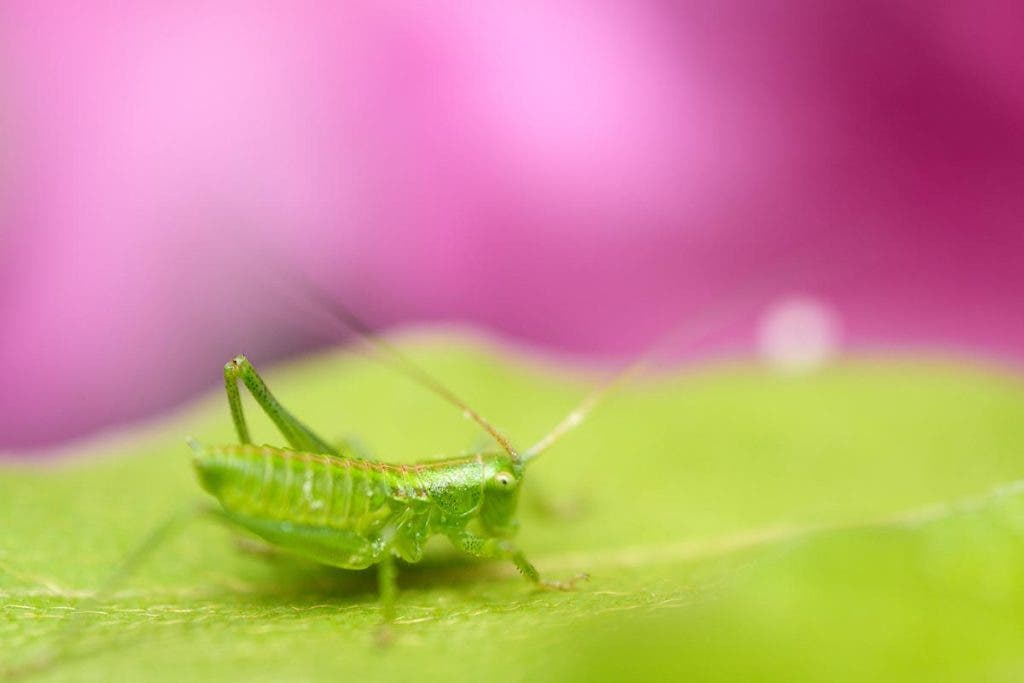 Grasshopper Tamron 90mm F2.8 Di III VXD Macro Lens