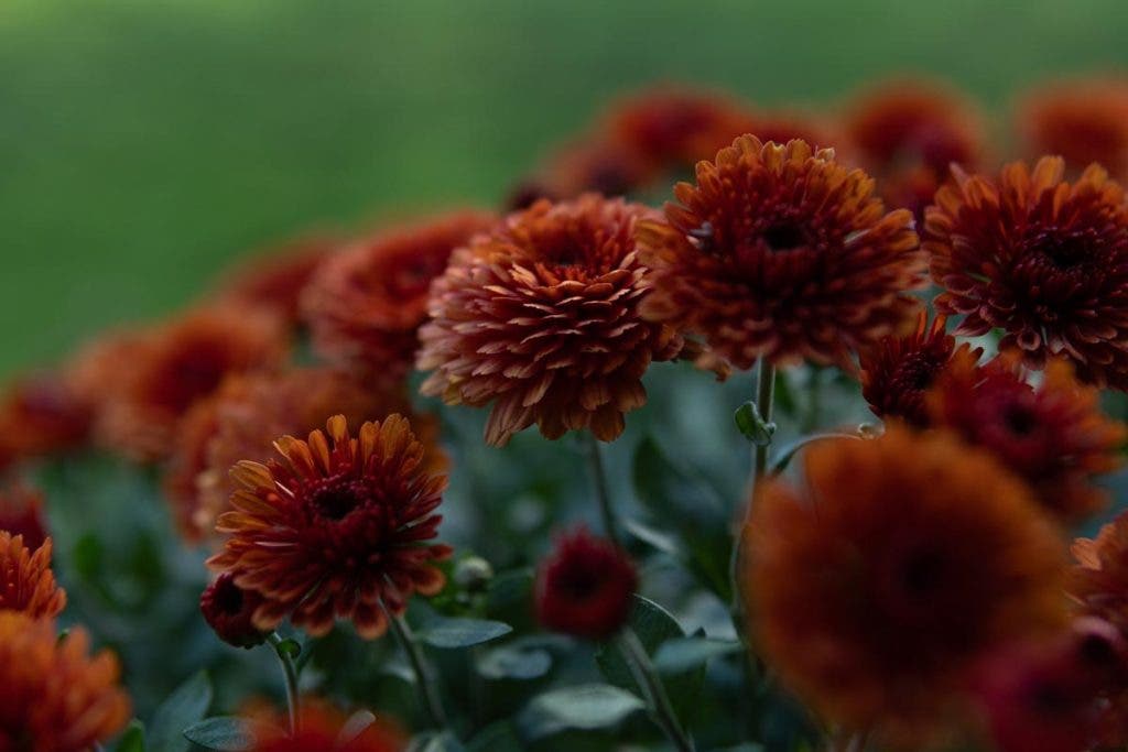Photo by Martina Abreu (Provided by SIGMA) Captured with 30mm
