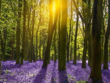 The sun illuminates a carpet of blue and purple bluebells deep in woodland in Oxfordshire