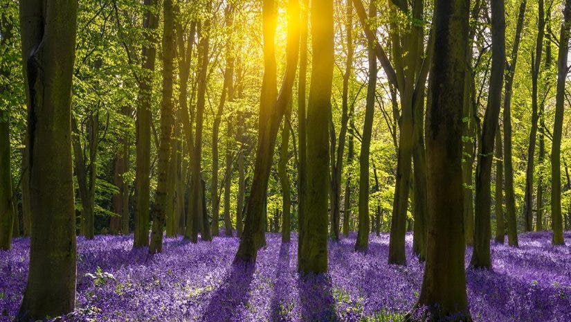 The sun illuminates a carpet of blue and purple bluebells deep in woodland in Oxfordshire