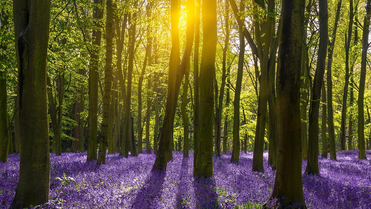 The sun illuminates a carpet of blue and purple bluebells deep in woodland in Oxfordshire