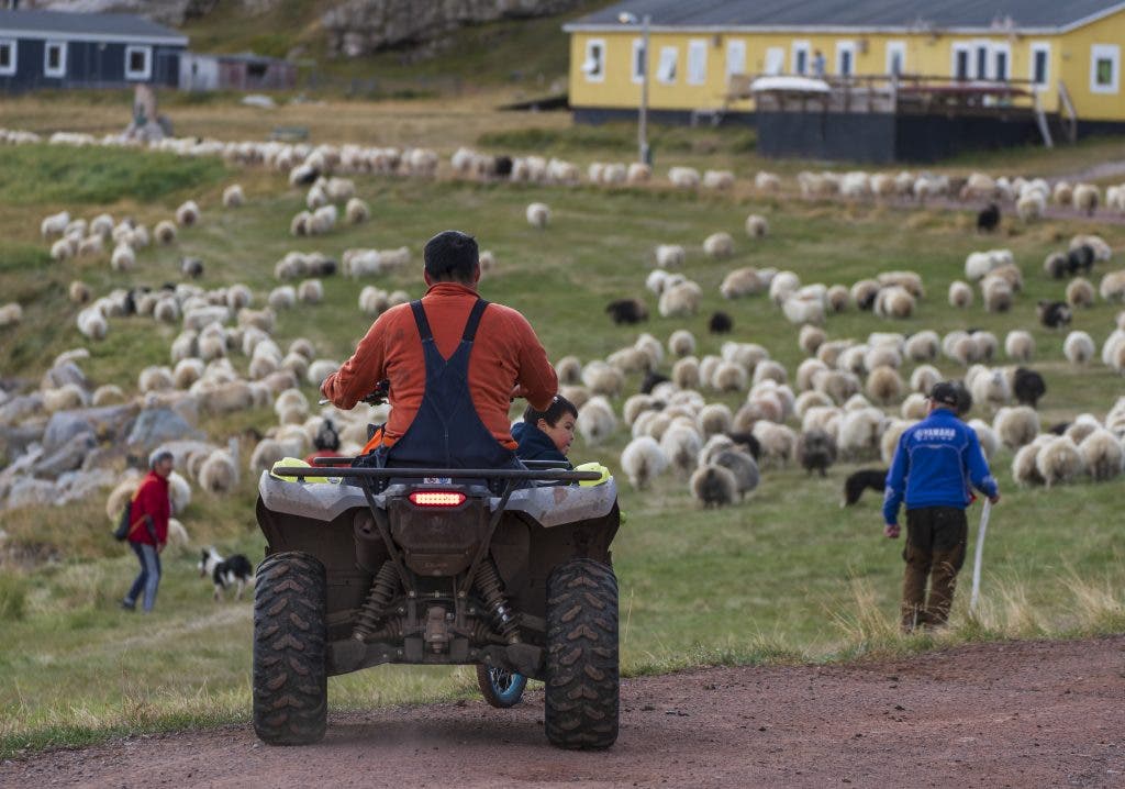 Solo travel photography example of sheep farming in Greenland