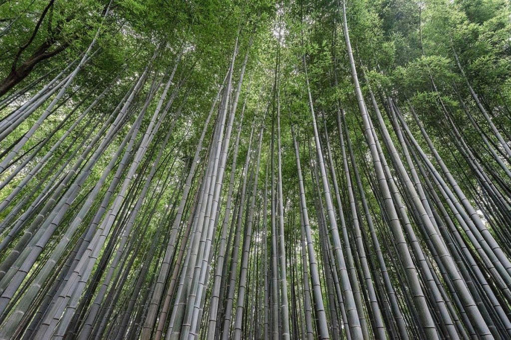 Forest Photography Tips 19mm