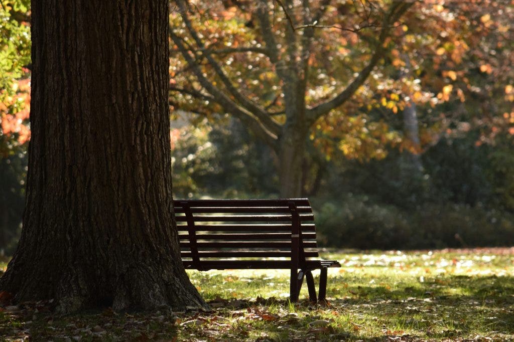 a photo of a chair in autumn leaves photography