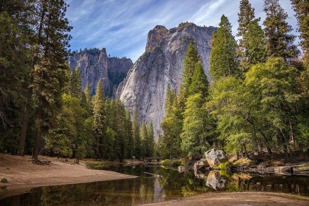 Forest Photography Tips high contrast
