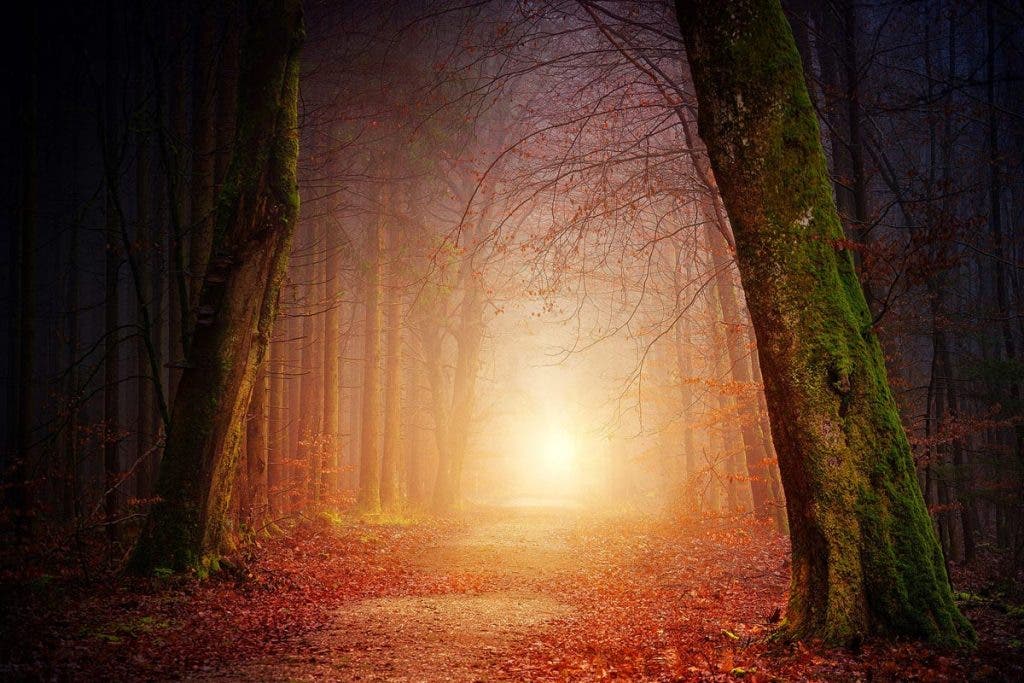 Forest Photography Tips 168mm