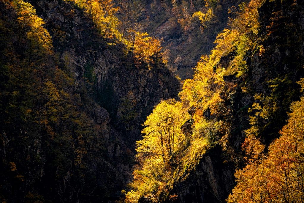 an example of backlighting in autumn leaves photography