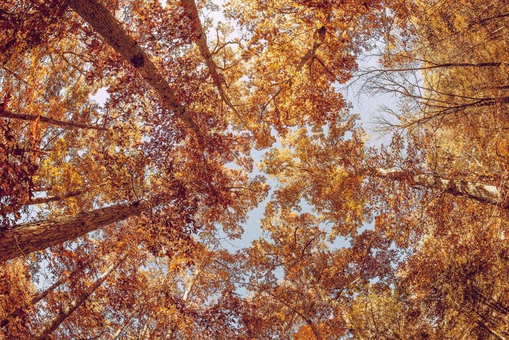 Forest Photography Tips Leading lines
