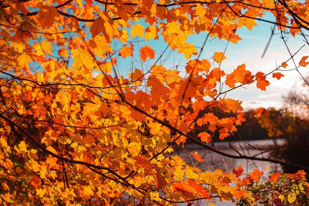 Forest Photography Tips foliage