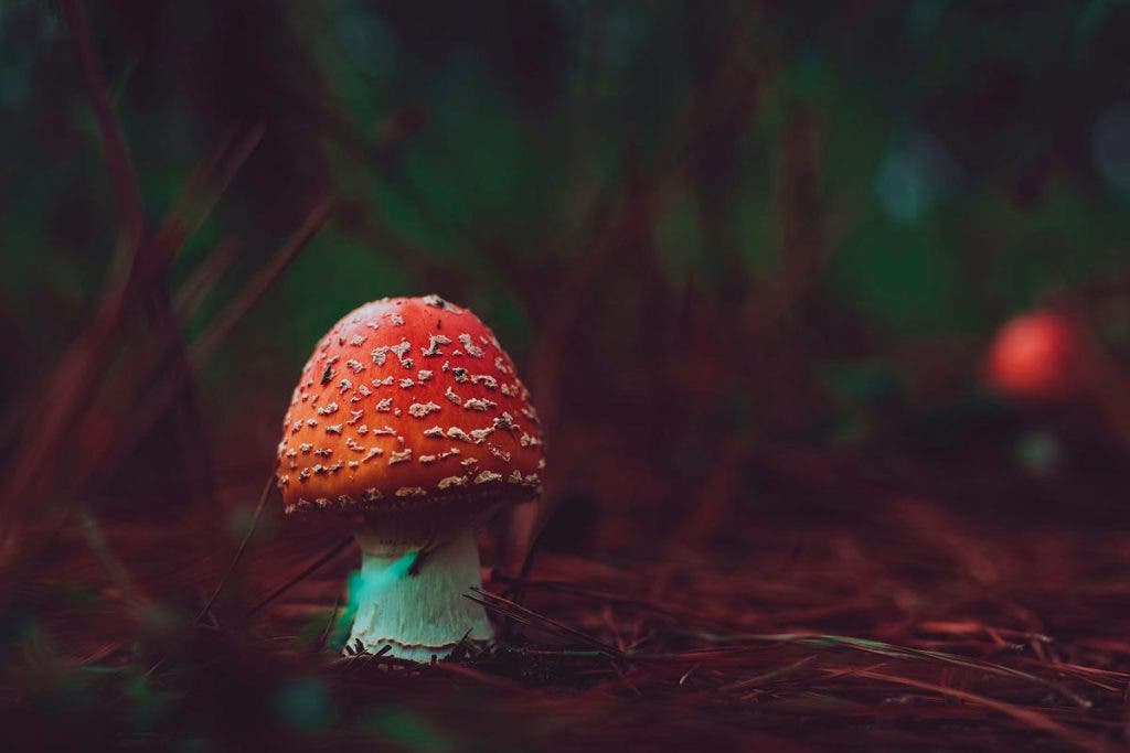 Forest Photography Tips 50mm