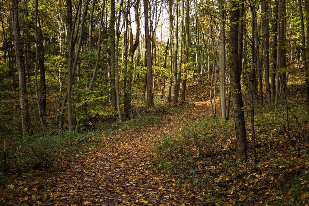 Forest Photography Tips Leading lines