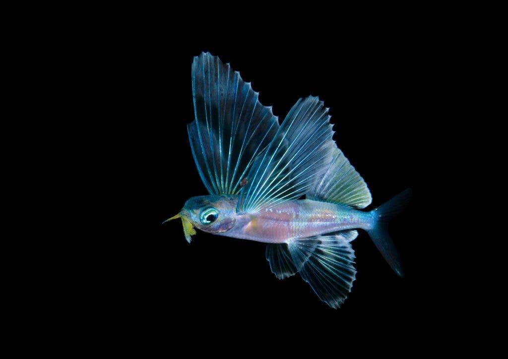 2C481E5 unidentified Flying fish, Exocoetidae. Black water dive near the surface off Palm Beach, Florida, U.S.A Atlantic Ocean