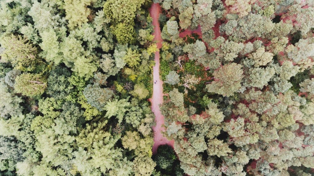 an aerial photo example of a forest