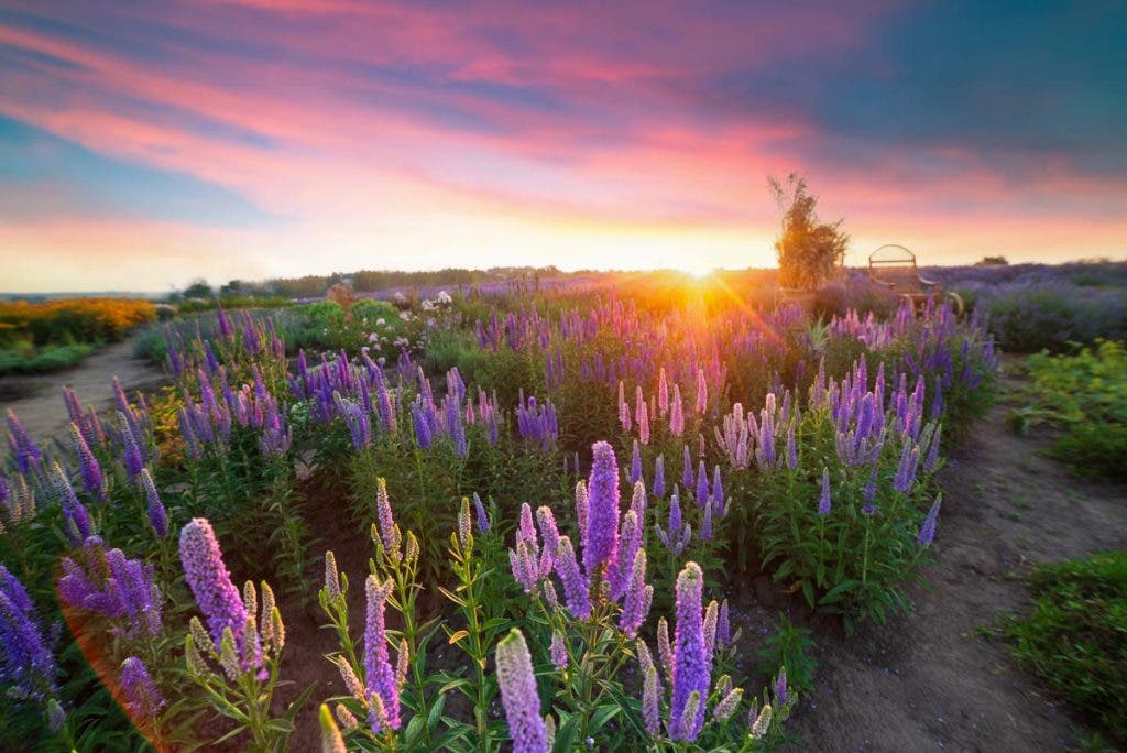 Multicolored flowering summer meadow with red pink poppy flowers, blue cornflowers. Wild summer flowers field. Summer landscape background with beautiful flowers. - best lens for landscape photography