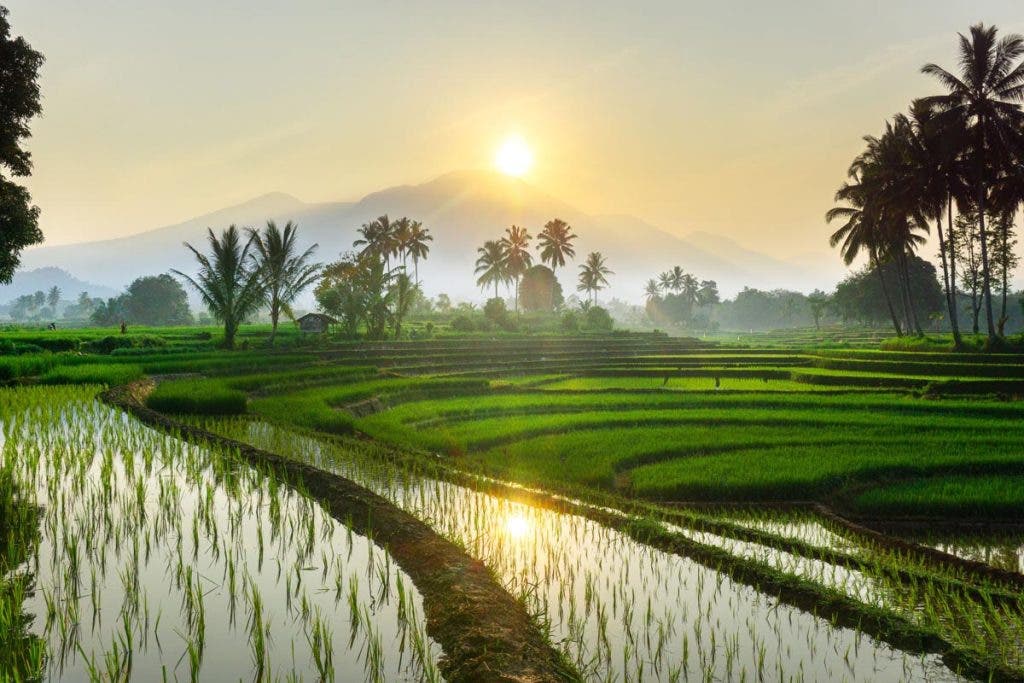 Indonesia beauty landscape paddy fields in north Bengkulu natural beautiful morning view from Indonesia of mountains and tropical forest - best lens for landscape photography