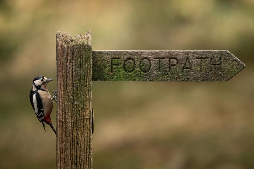 Photo by Adam Klingeteg Image of bird and sign shot with  Sigma 300-600mm f/4 DG OS