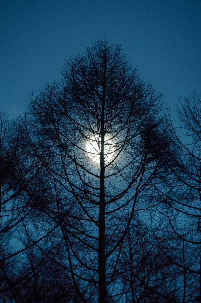 Photo by Mina Daimon Moon behind tree shot with Sigma 16-300mm f3.5-6.7 DC OS 