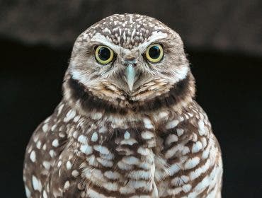 Owl captured with Sony FE 400-800mm F6.3-8 G Lens