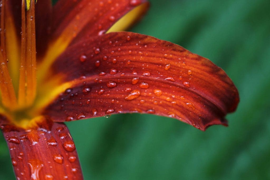 a macro shot of a flower blossoming