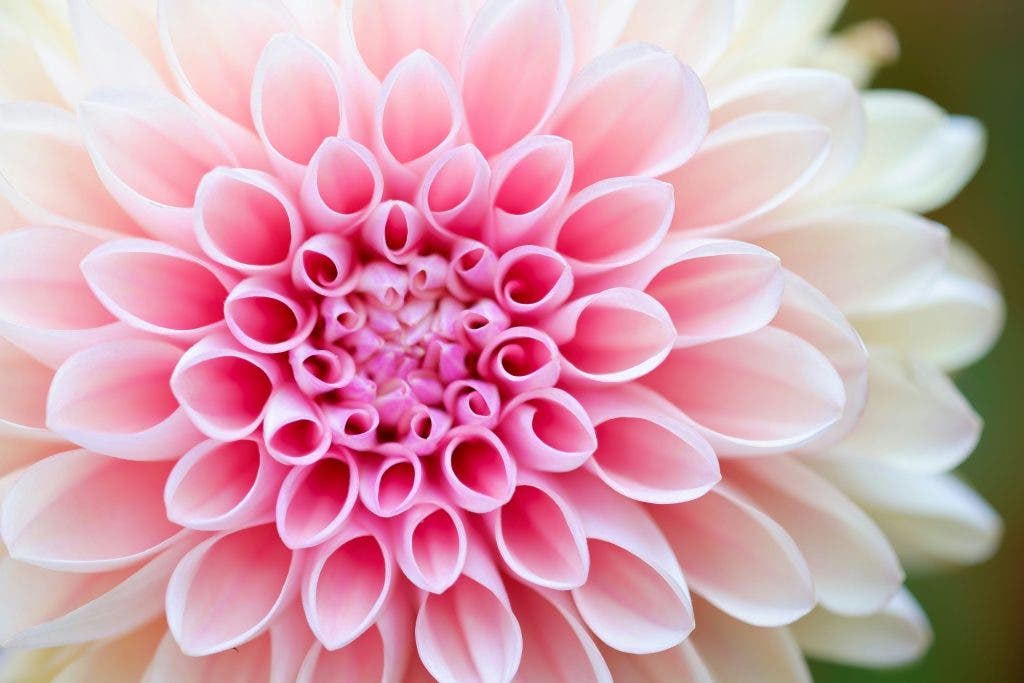 a macro shot of a white flower that's pink in the middle