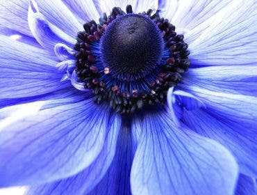 an example of macro photography on a lilac flower