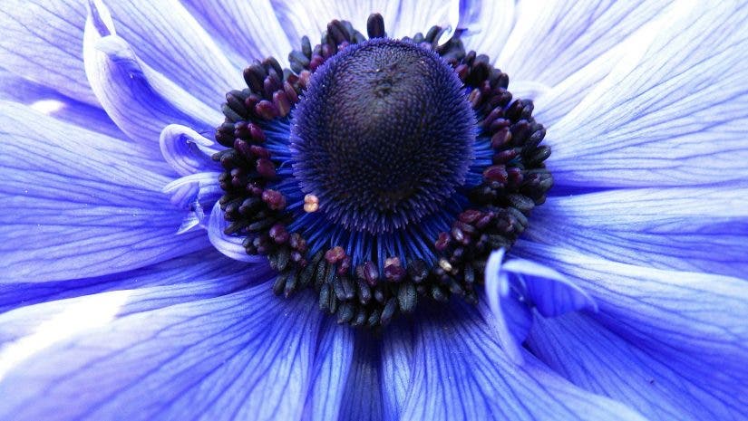 an example of macro photography on a lilac flower