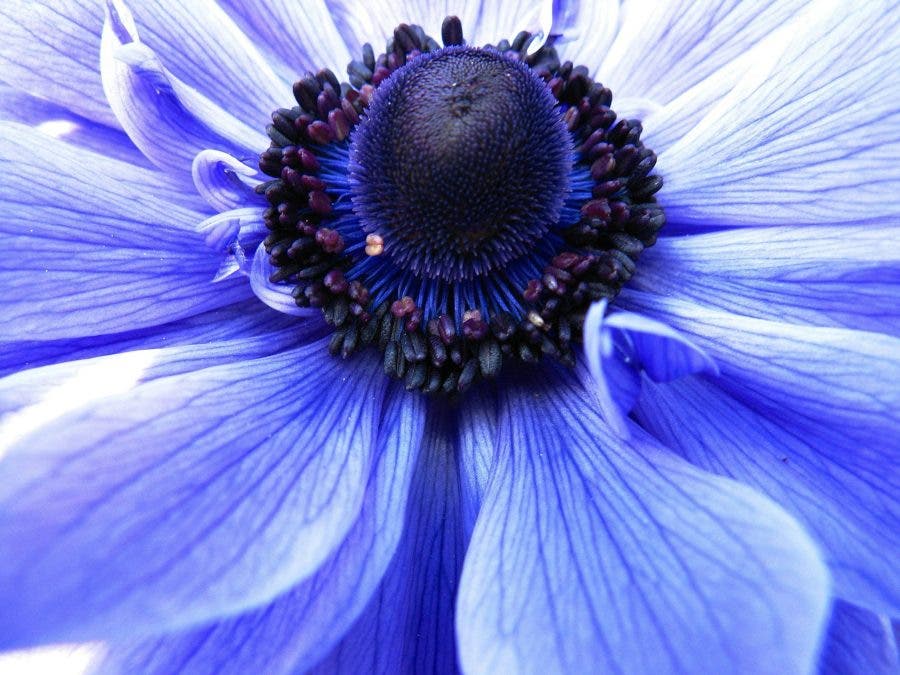 an example of macro photography on a lilac flower