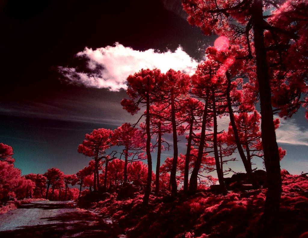 Surreal Landscape image