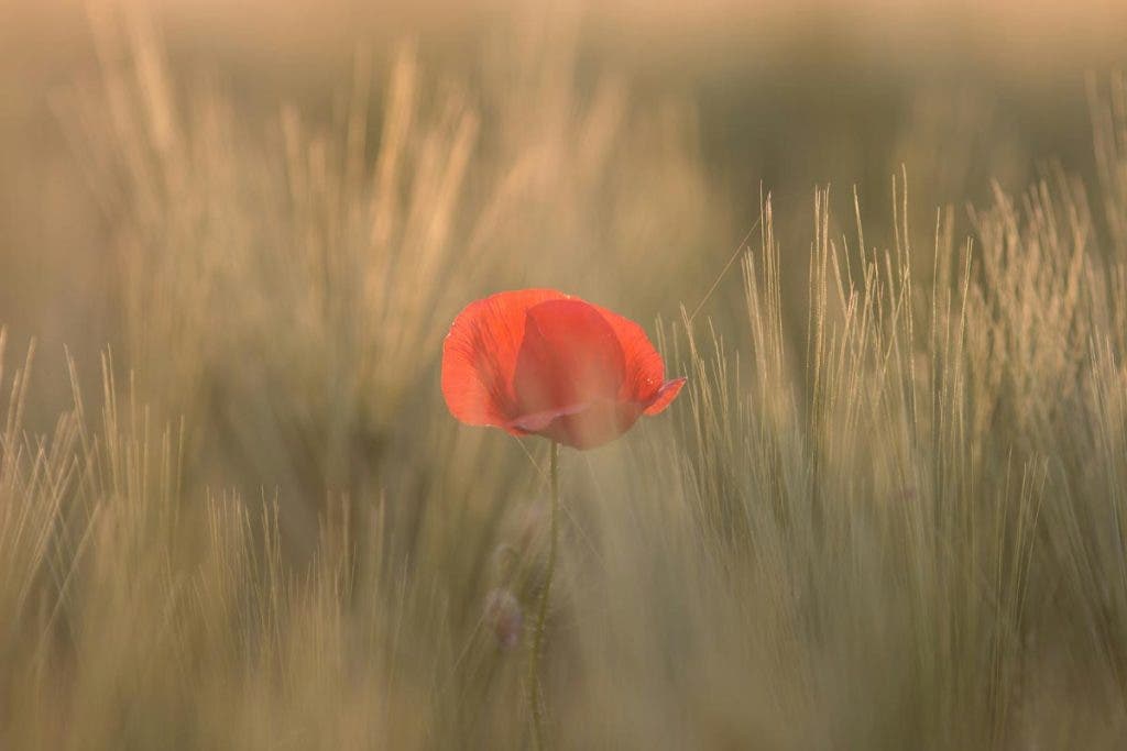 Image of a flower