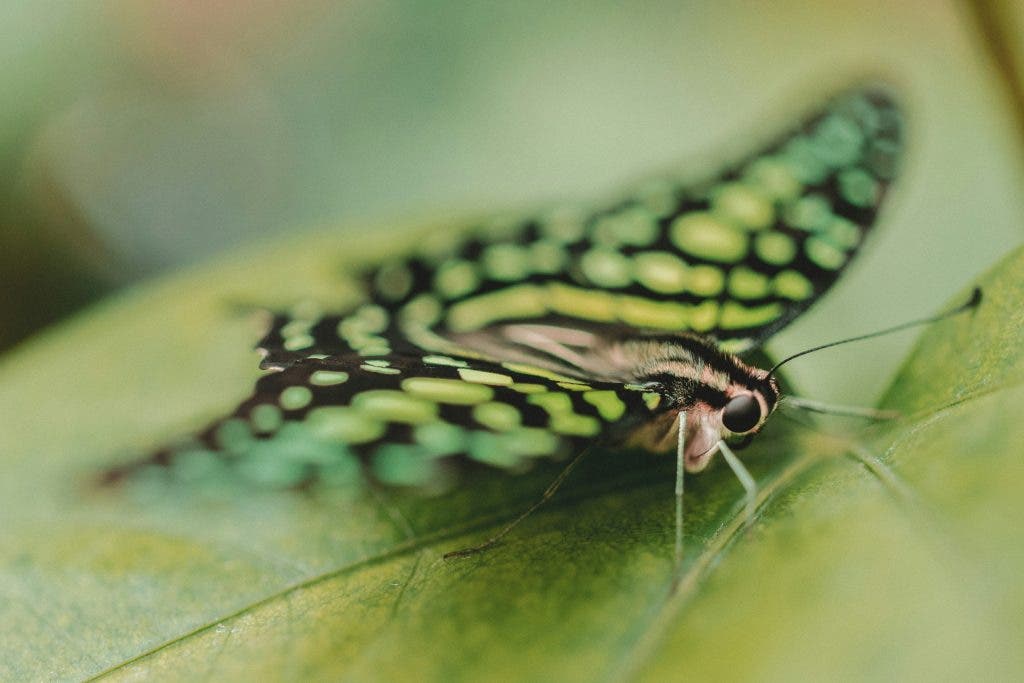 insect macro photography