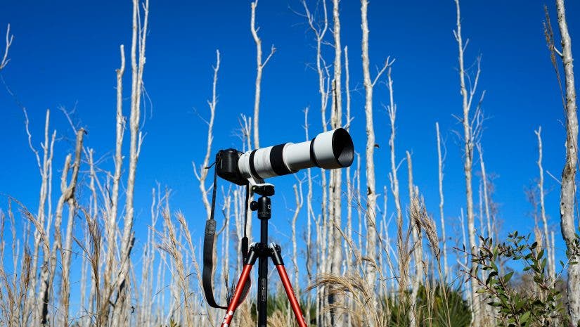 a photo of a telephoto lens camera in the middle of a forest