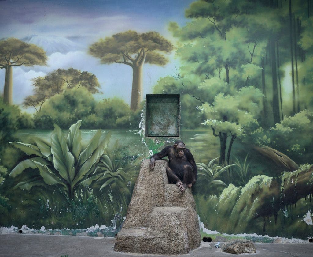 Photographer Name: Zed Nelson
Image Name: The Anthropocene Illusion
Year: 2025
Image Description: The painted backdrop of this chimpanzee enclosure at Shanghai Wild Animal Park in China is impressive in its artistry, but serves to provide a comforting illusion only to human observers. In their natural habitat in the forests of Central Africa, chimpanzees spend most of their days in the treetops. Being one of the most socially complex species among all non-human primates, chimpanzees in the wild live in societies ranging in size between 20 and 150 individuals.
Series Name: The Anthropocene Illusion
Series Description: In a tiny fraction of Earth’s history, humans have altered the world beyond anything it has experienced in tens of millions of years. Scientists are calling it a new epoch: The Anthropocene – the age of human. Future geologists will find evidence in the rock strata of an unprecedented human impact on our planet, from huge concentrations of plastics to the fallout from the burning of fossil fuels, and vast deposits of concrete used to build our cities. We are forcing animals and plants to extinction by removing their habitats, and divorcing ourselves from the land we once roamed. Yet we cannot face the true scale of our loss. Somewhere within us the desire for contact with nature remains. ‘So, while we devastate the world around us, we have become masters of a stage-managed, artificial ‘experience’ of nature – a reassuring spectacle, an illusion.’ Over six years, and across four continents, Zed Nelson has explored how we immerse ourselves in increasingly choreographed and simulated environments to mask our destructive impact on the natural world.
Copyright: © Zed Nelson, United Kingdom, Photographer of the Year, Professional competition, Wildlife & Nature, Sony World Photography Awards 2025